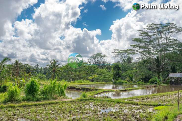 Prime Land for Sale Near Ubud