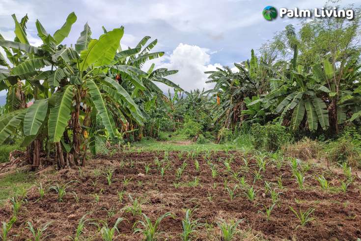 Huge Plot of Land for Sale In Lovina