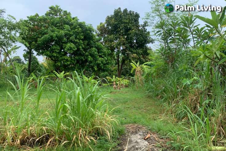 Ready to Build: A Plot Close to Lovina