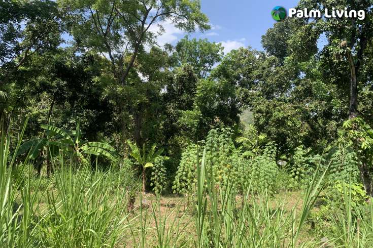 Landplot for Sale in Kaliasem