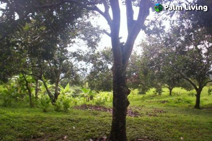 Land For Sale in Bali, Kayuputih
