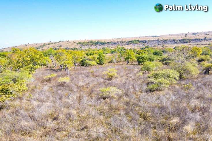 Huge Beachfront Land in Hamba Praing Sumba