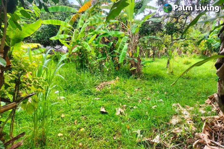 Prime Land in Kaliasem for Sale