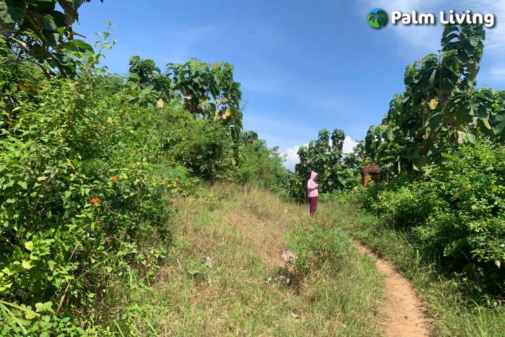 Land for sale in Dencarik Hill, Lovina