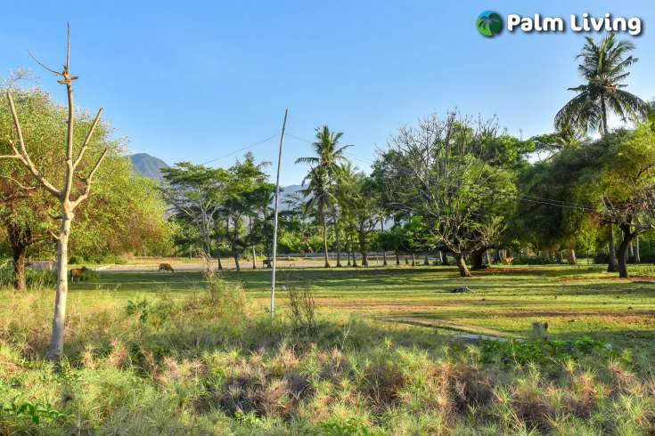 Beachfront Land In Sumberkima Bali