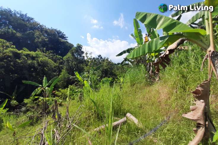 5490m2 of Land for Sale in Kayuputih