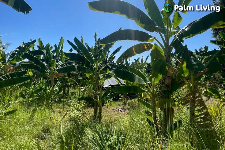 Land Plot in Kayuputih for Sale