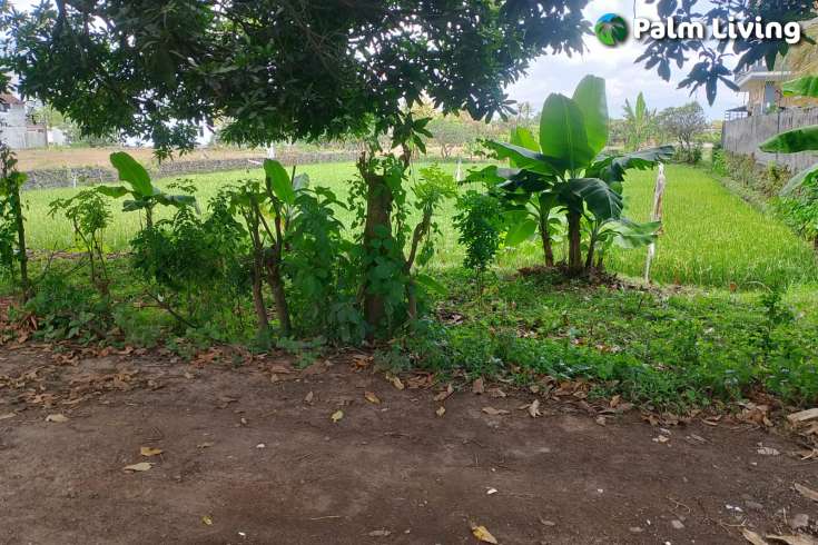 Strategic Plot in Lovina Central