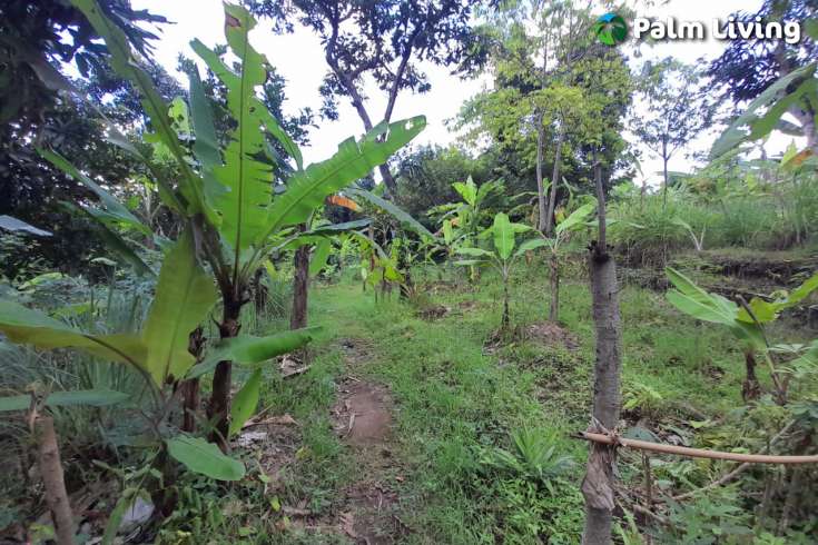 Land For Sale in Kayuputih