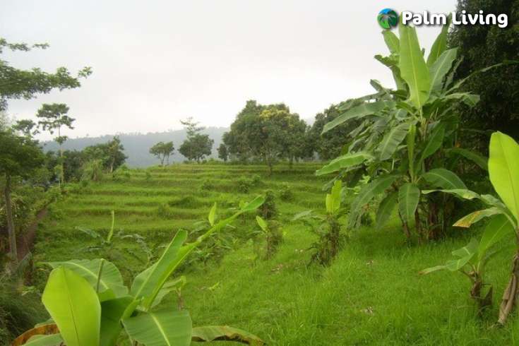 Land For Sale in Bali, Kayuputih