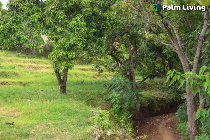 Prime Land for Sale in Kayuputih