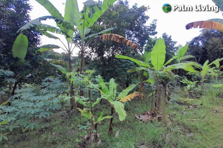 Land For Sale in Kayuputih