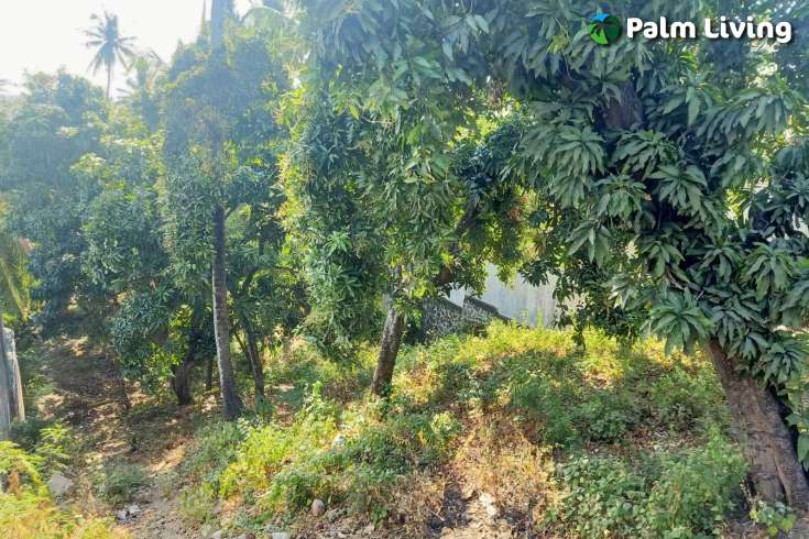 Land for Sale with Rice Field View