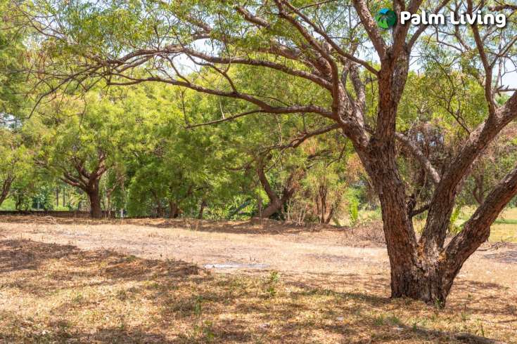 7700m2 plot in tranquil Umeanyar
