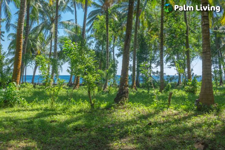 Beachfront Land for Sale in Tejakula