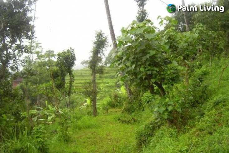Land For Sale in Bali, Kayuputih