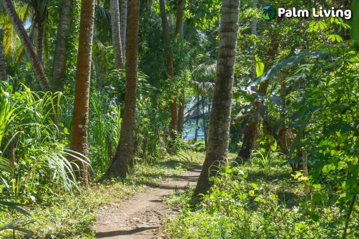 Beachfront Land for Sale in Tejakula