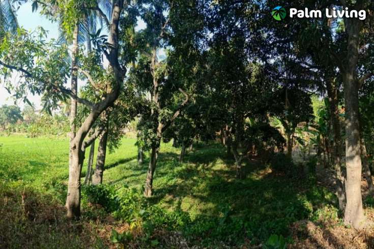Land for Sale with Rice Field View