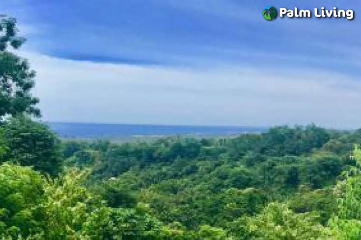 Kayuputih Land For Sale - Bali