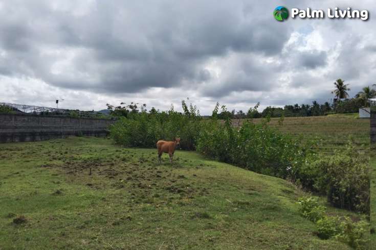 Land for Sale in Tabanan