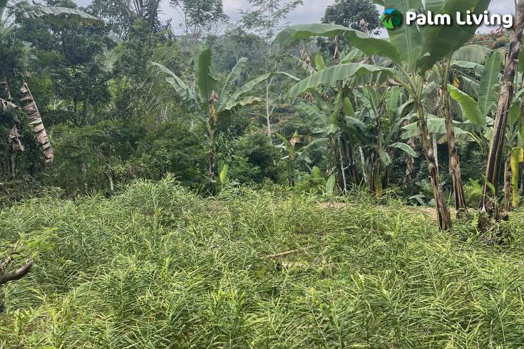 Tegallalang Land for Sale with Good View