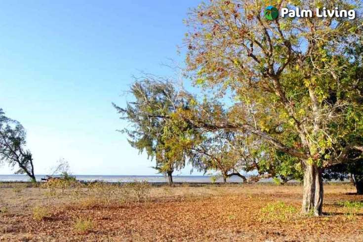 Beachfront Plots for Sale in Mondu