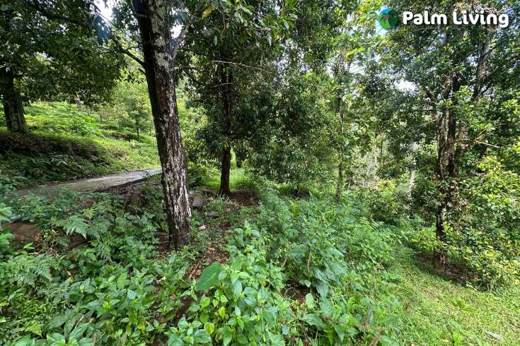 Land For Sale in Panji with Beautiful Sea View