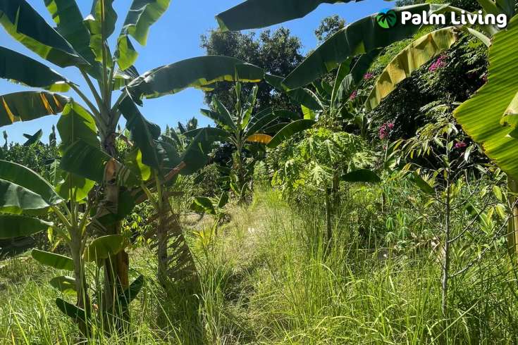 Land Plot in Kayuputih for Sale