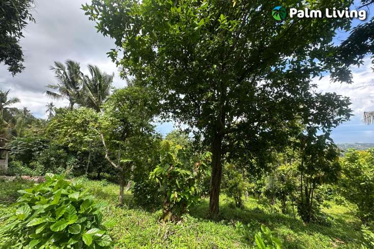 Land Hillside Kayuputih for Sale