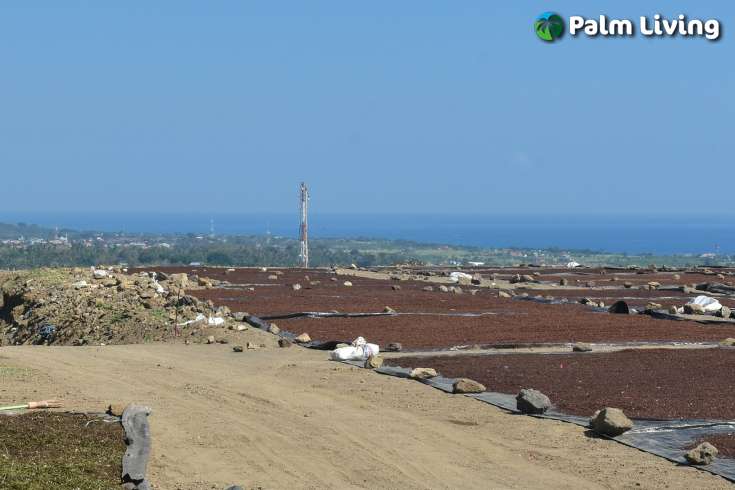 Hillside Land  in Dencarik North Bali