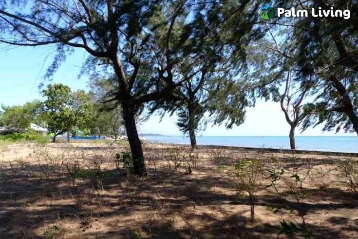 Beachfront Plots for Sale in Mondu