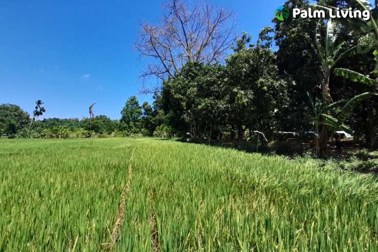 Bali Beachfront Land for sale