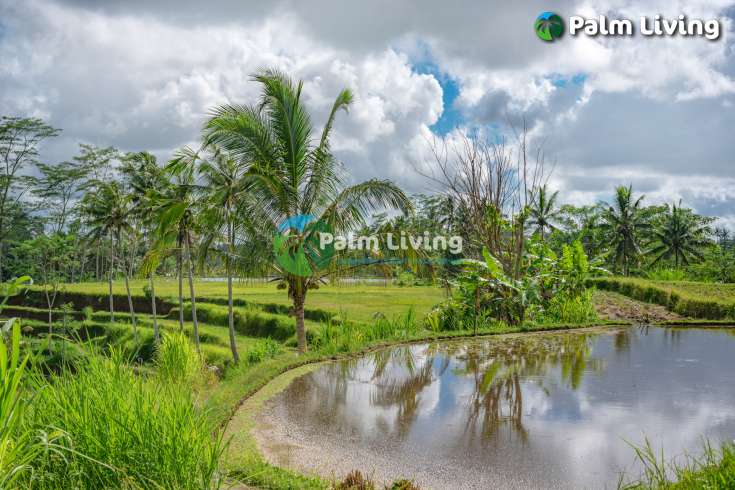 Prime Land for Sale Near Ubud