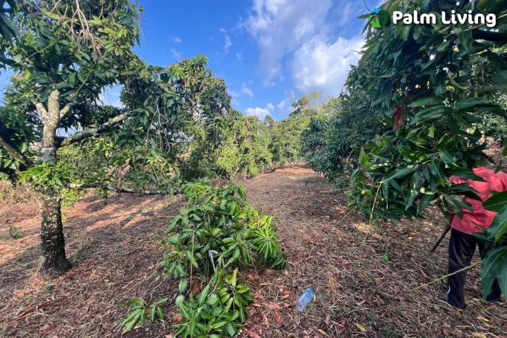 Cempaga Hillside Plot For Sale