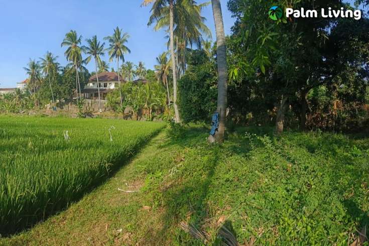 Land for Sale with Rice Field View