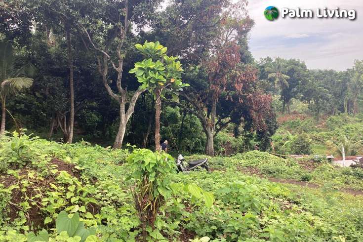 Panoramic Land for Sale in Kayuputih
