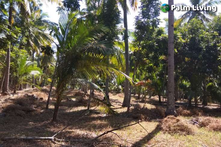 Beachfront Land In Lombok For Sale