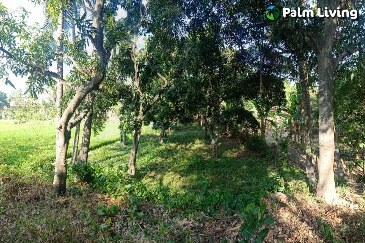 Land for Sale with Rice Field View