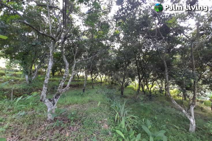 Land For Sale in Kayuputih