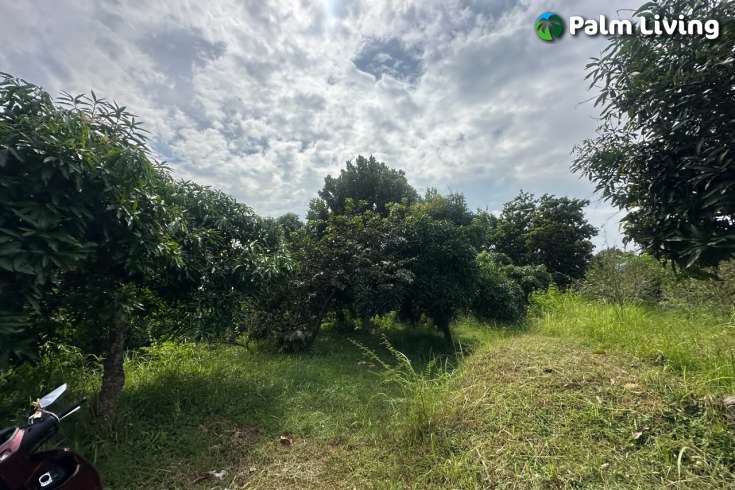 Cempaga Hillside Plot For Sale