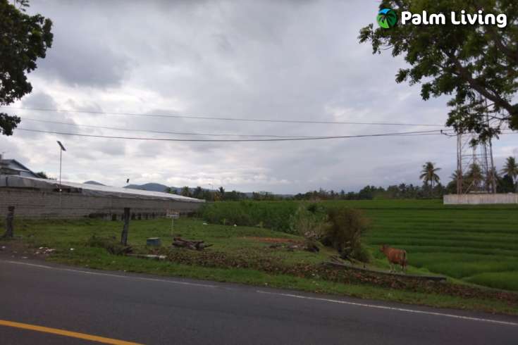 Land for Sale in Tabanan