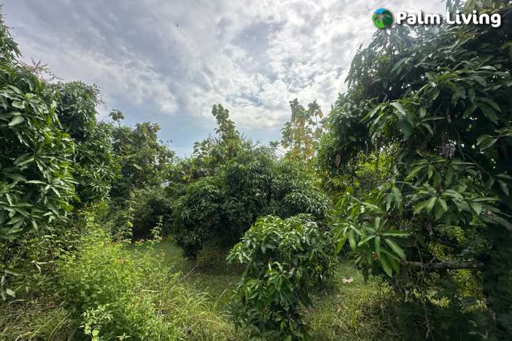 Cempaga Hillside Plot For Sale