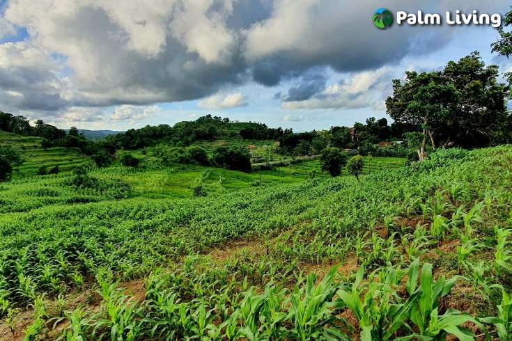 South Lombok Land for Sale with Exquisite Views