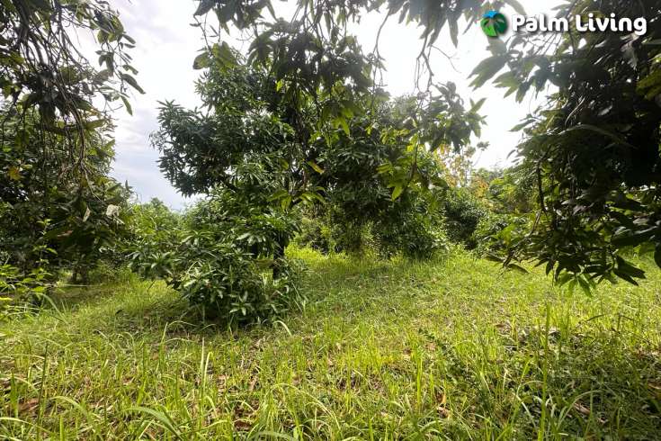 Cempaga Hillside Plot For Sale