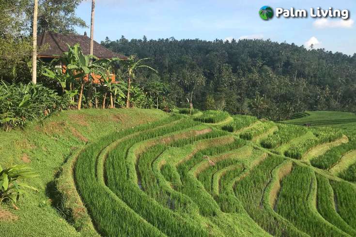 Tabanan mountain resort for sale