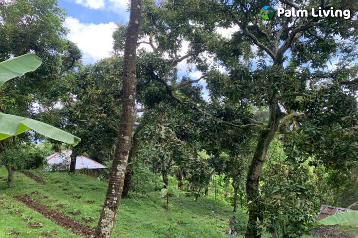 Land Plot in the Hill for Sale in Kayuputih
