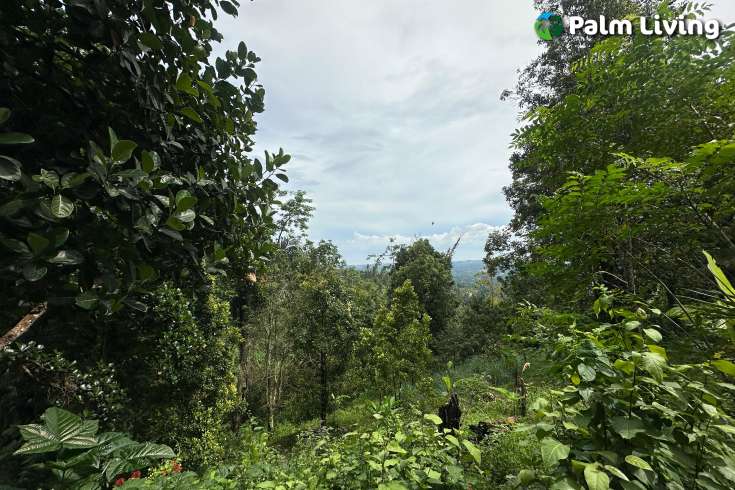 Land For Sale in Panji with Beautiful Sea View