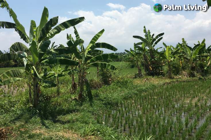Beachfront Land for Sale in Singaraja