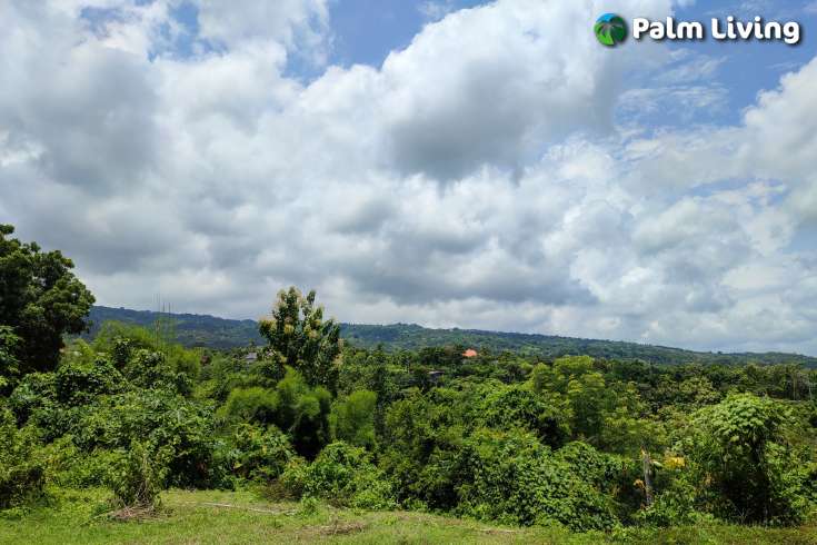 Prime Plot Parcels for Sale in Kayuputih