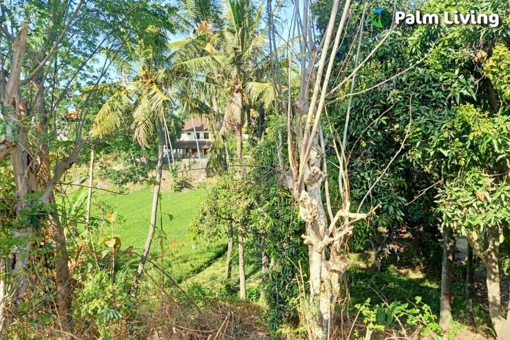Land for Sale with Rice Field View